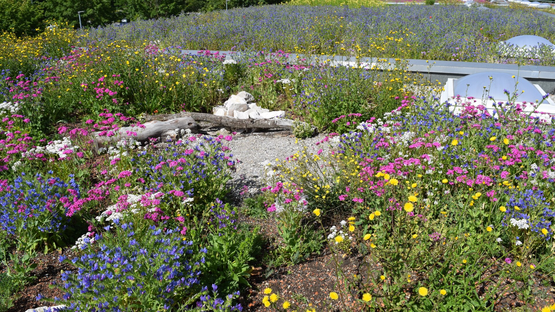 Ein lebendiger Wildblumengarten mit rosa, gelben, violetten und weißen Blumen, umgeben einen Kiesweg, Holzstücke und Steine unter einem sonnigen Himmel.