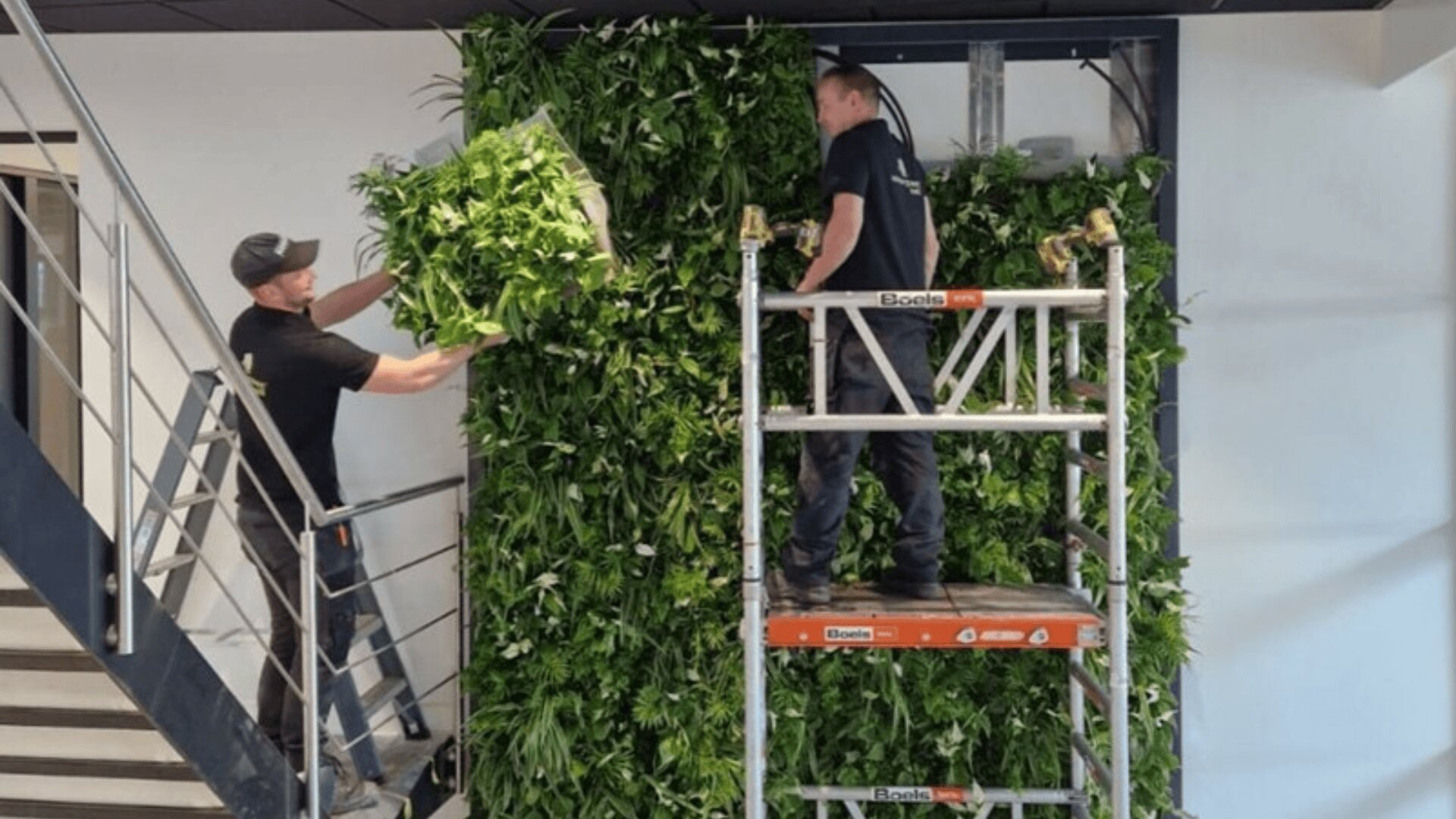 Zwei Arbeiter montieren Grünpflanzenpaneele an einer vertikalen Wand im Innenbereich. Einer steht auf einer Treppe und hält ein Pflanzenpaneel, während der andere auf einem Gerüst arbeitet. Beide platzieren die Pflanzen, um eine lebende Wand zu schaffen.