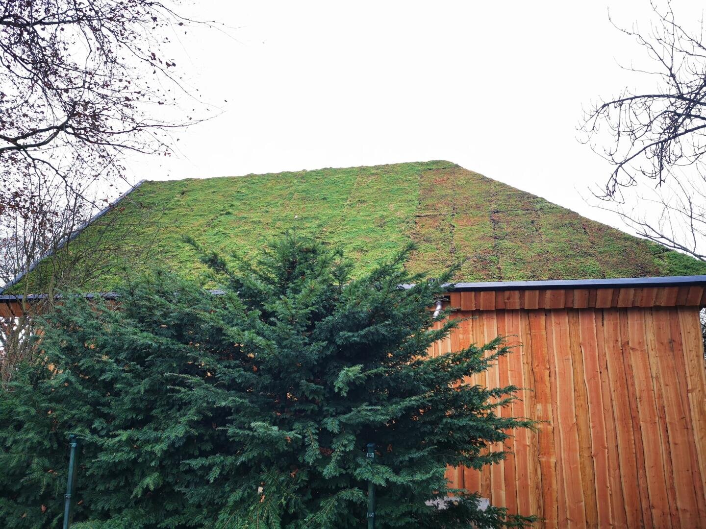 Hinter einem großen immergrünen Busch steht ein Holzgebäude mit einem grünen, moosbedeckten Dach. Kahle Äste rahmen das Bild vor einem bewölkten Himmel ein.