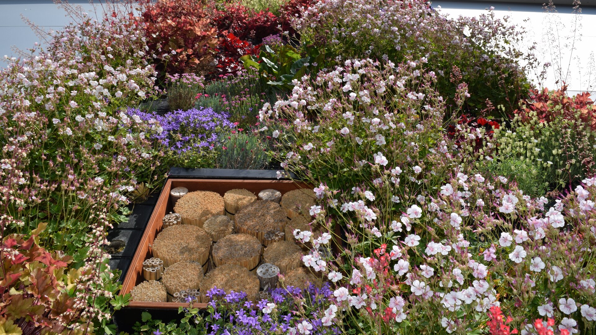 Ein Gartenbeet mit dicht blühenden Pflanzen in verschiedenen Farben umgibt einen quadratischen Insektenlebensraum aus gebohrten Holzstämmen und bietet Bestäubern einen Lebensraum.