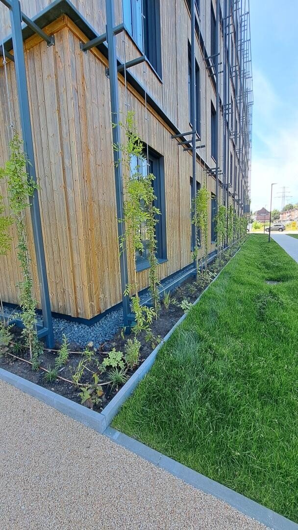 A modern wooden building with vertical metal trellises, young climbing plants, a strip of green grass and a path at the side under a clear blue sky.