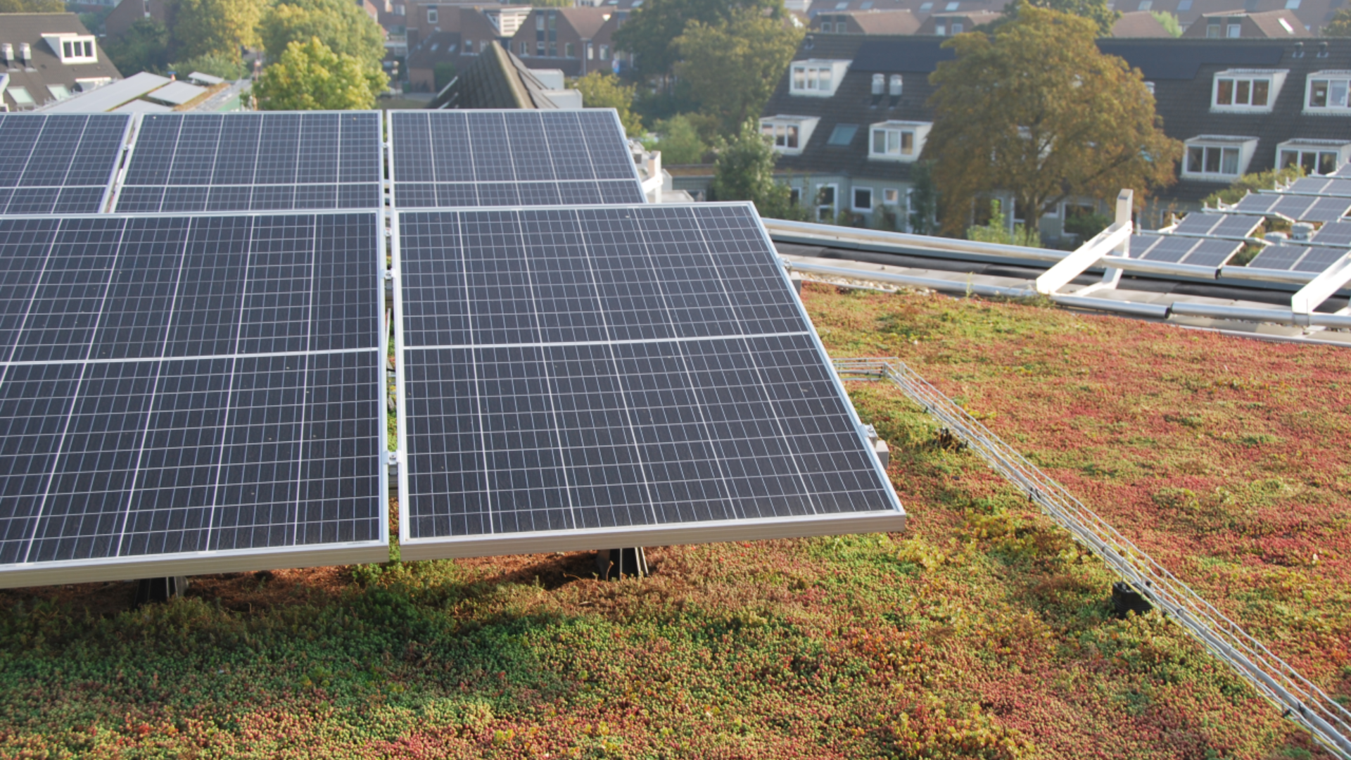Auf einem Gründach mit niedriger Vegetation sind Solarmodule installiert, im Hintergrund sind bei Tageslicht Häuser und Bäume zu sehen.